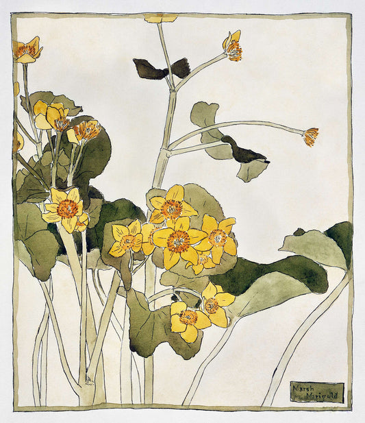 Marsh Marigold