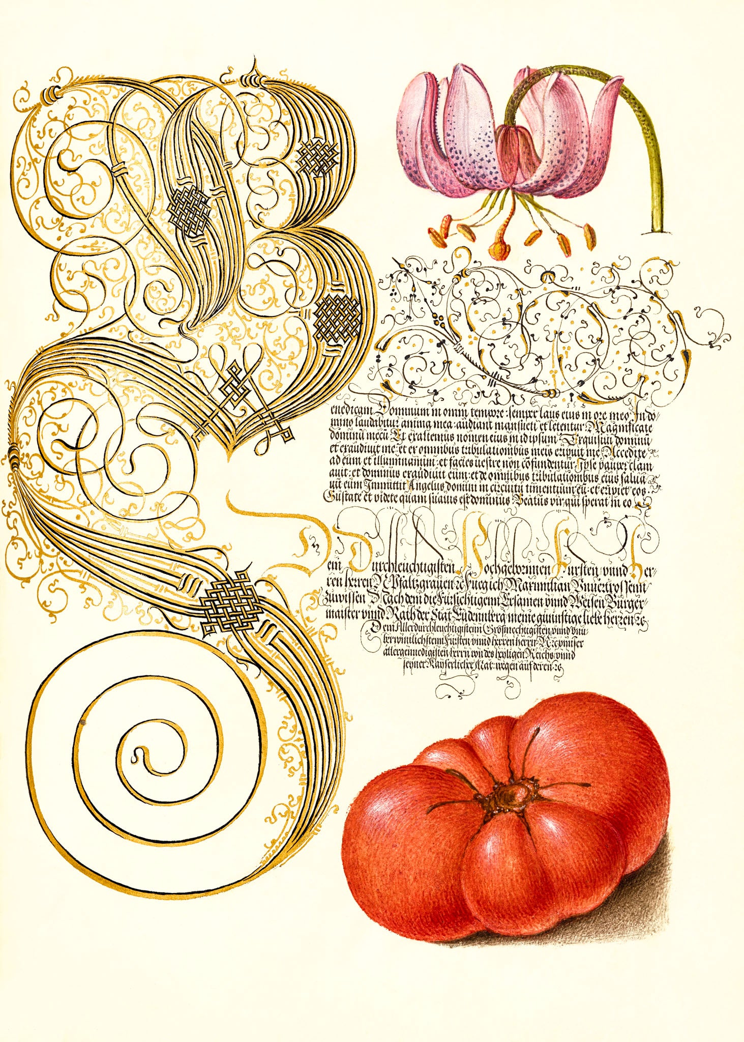 Martagon Lily and Tomato
