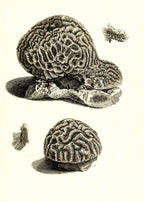 Meandrina daedalea; Meandrina labyrinthica