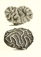 Meandrina pectinata; Meandrina gyrosa