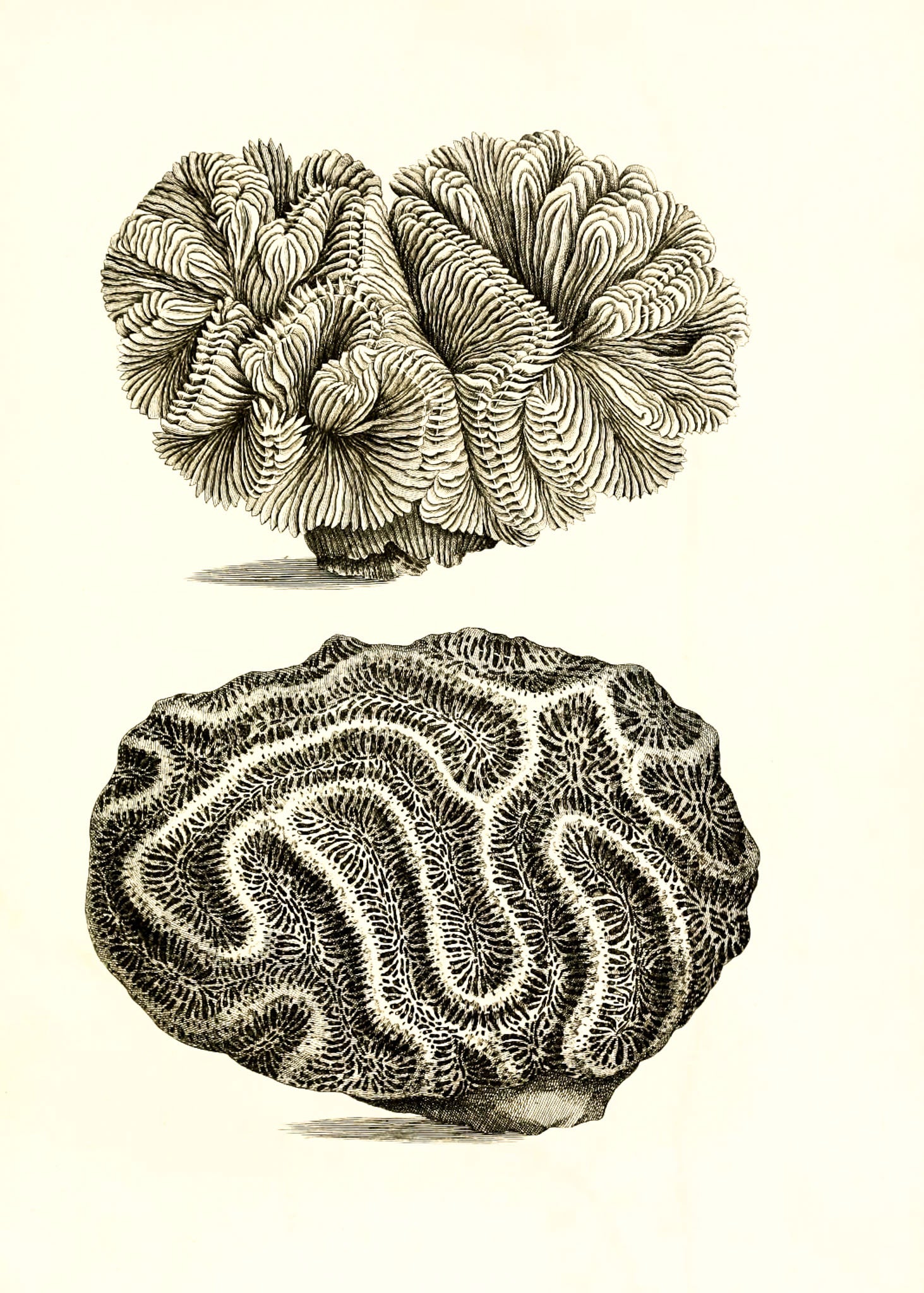 Meandrina pectinata; Meandrina gyrosa