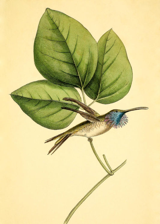 Mexican-Star Hummingbird