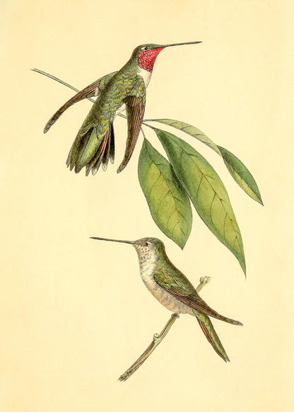 Mexican Amethyst Hummingbird