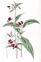 Mexican Two-Petalled Cuphea