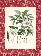 Michelia Cathcarti