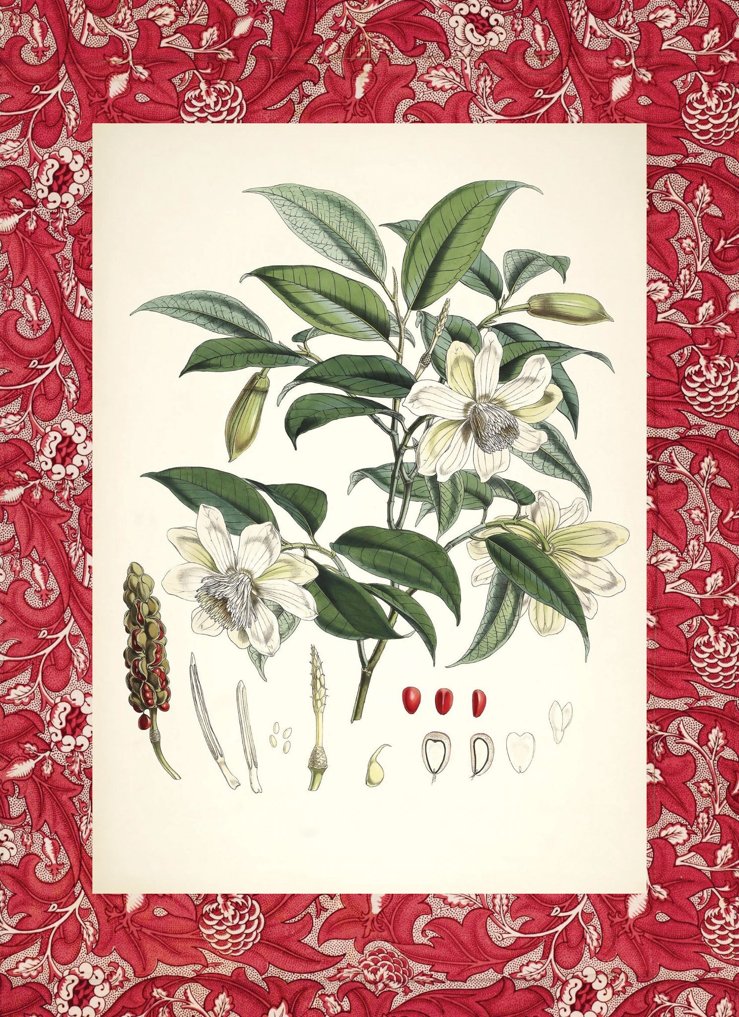Michelia Cathcarti
