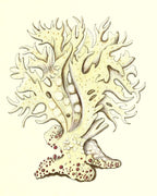 Millepora alicornis