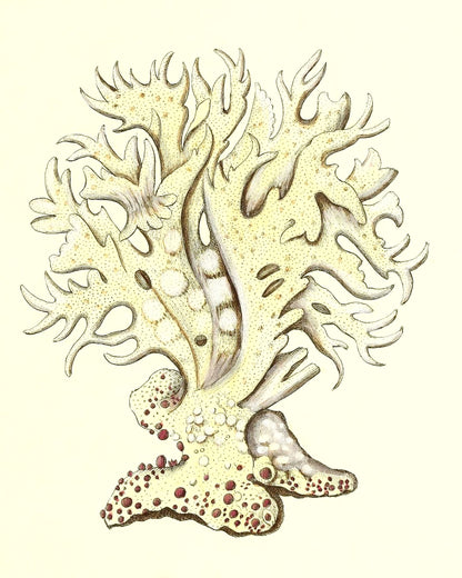 Millepora alicornis