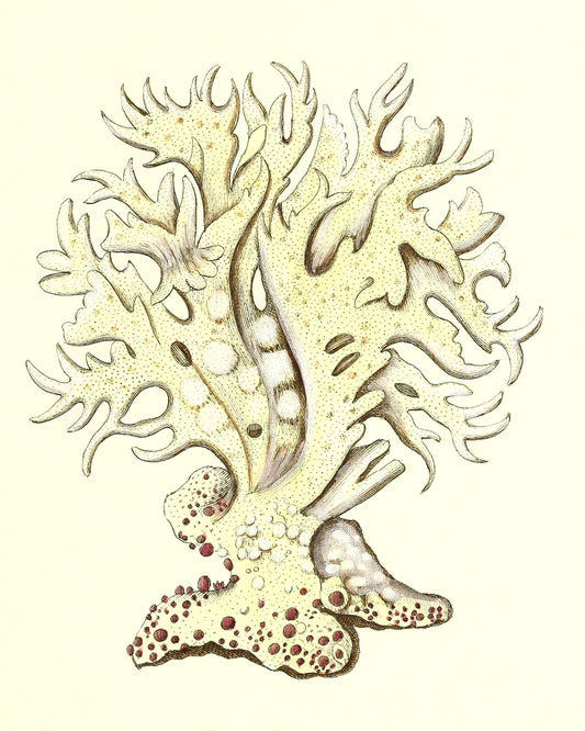 Millepora alicornis