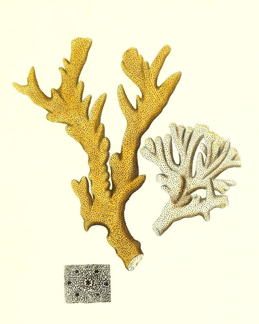 Millepora compresfa