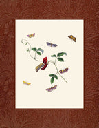 Moths 2