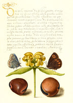 Moths, Jerusalem Sage, and Beans
