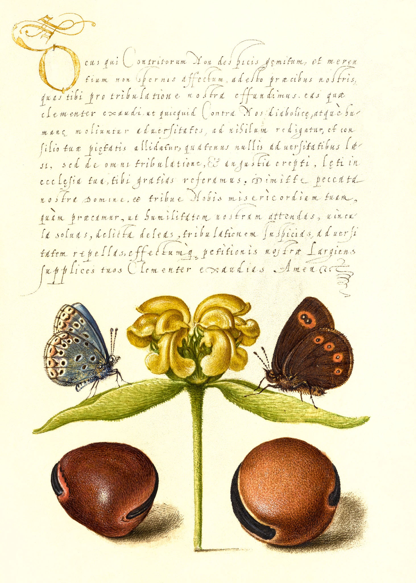 Moths, Jerusalem Sage, and Beans