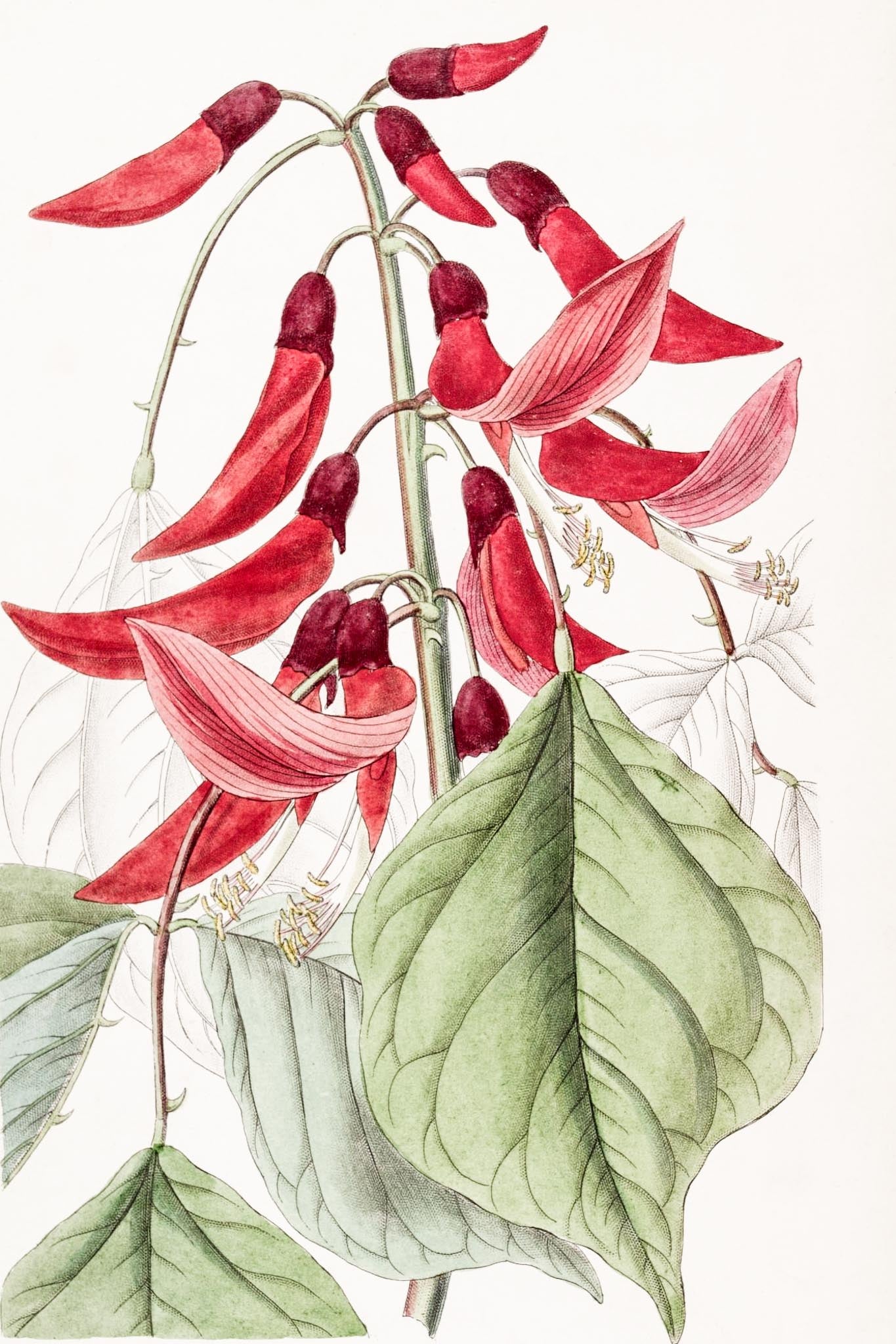 Mr. Bidwill's Erythrina