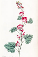 Mr. Munro's Mallow