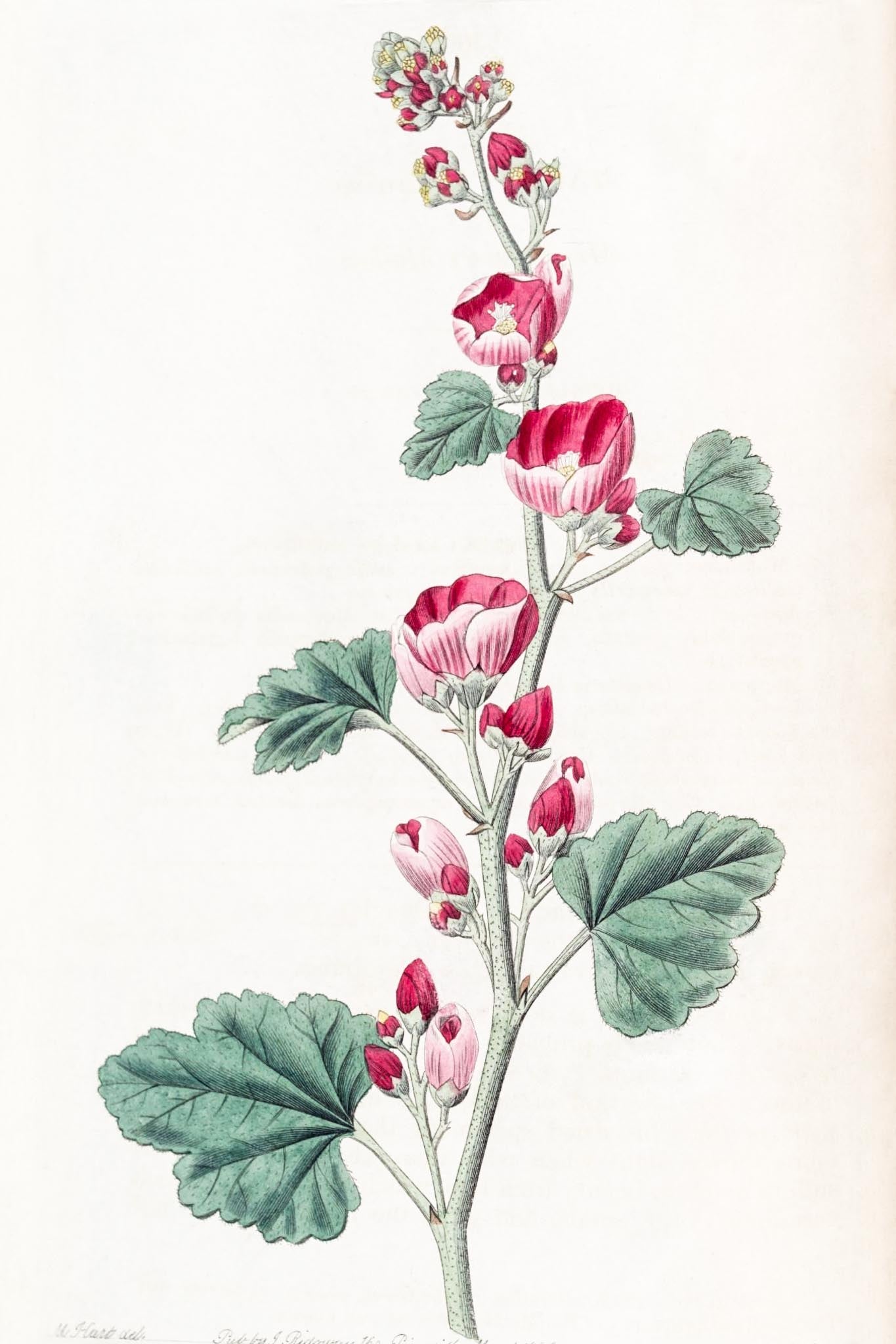 Mr. Munro's Mallow