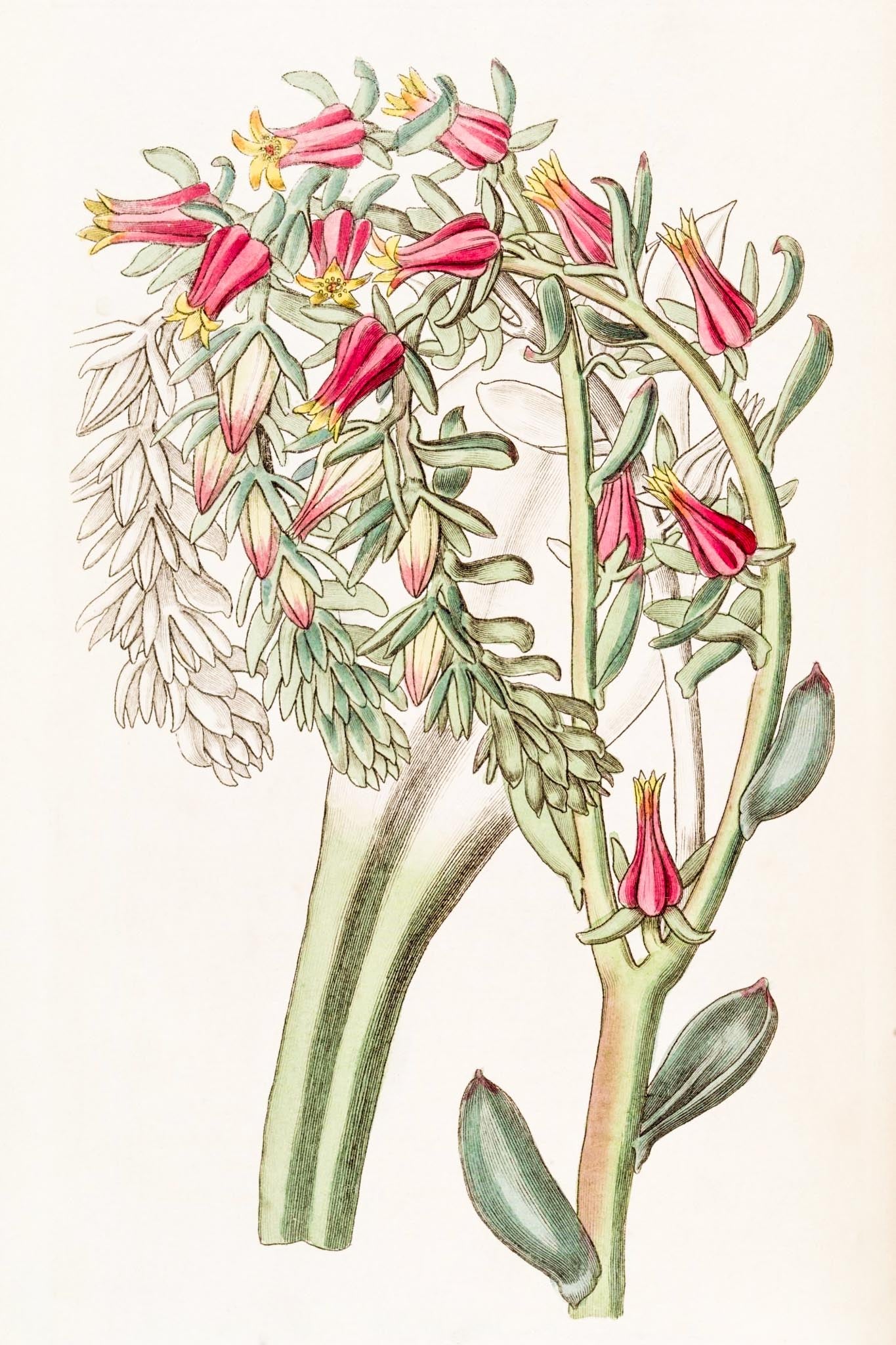 Mr. Scheer's Echeveria