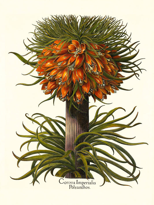 Multiflorous crown-imperial fritillary