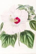 Musk Hibiscus