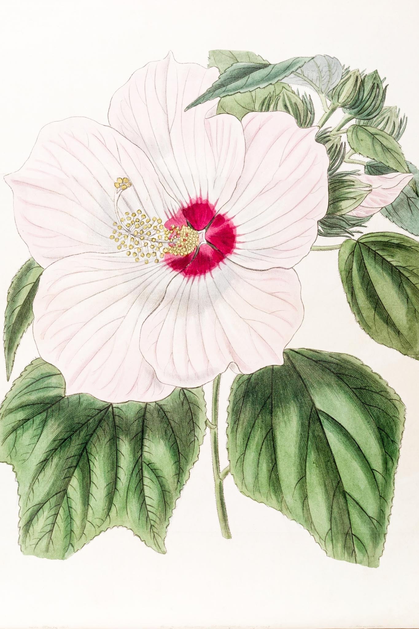 Musk Hibiscus