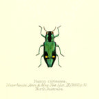 Nascio Carissima