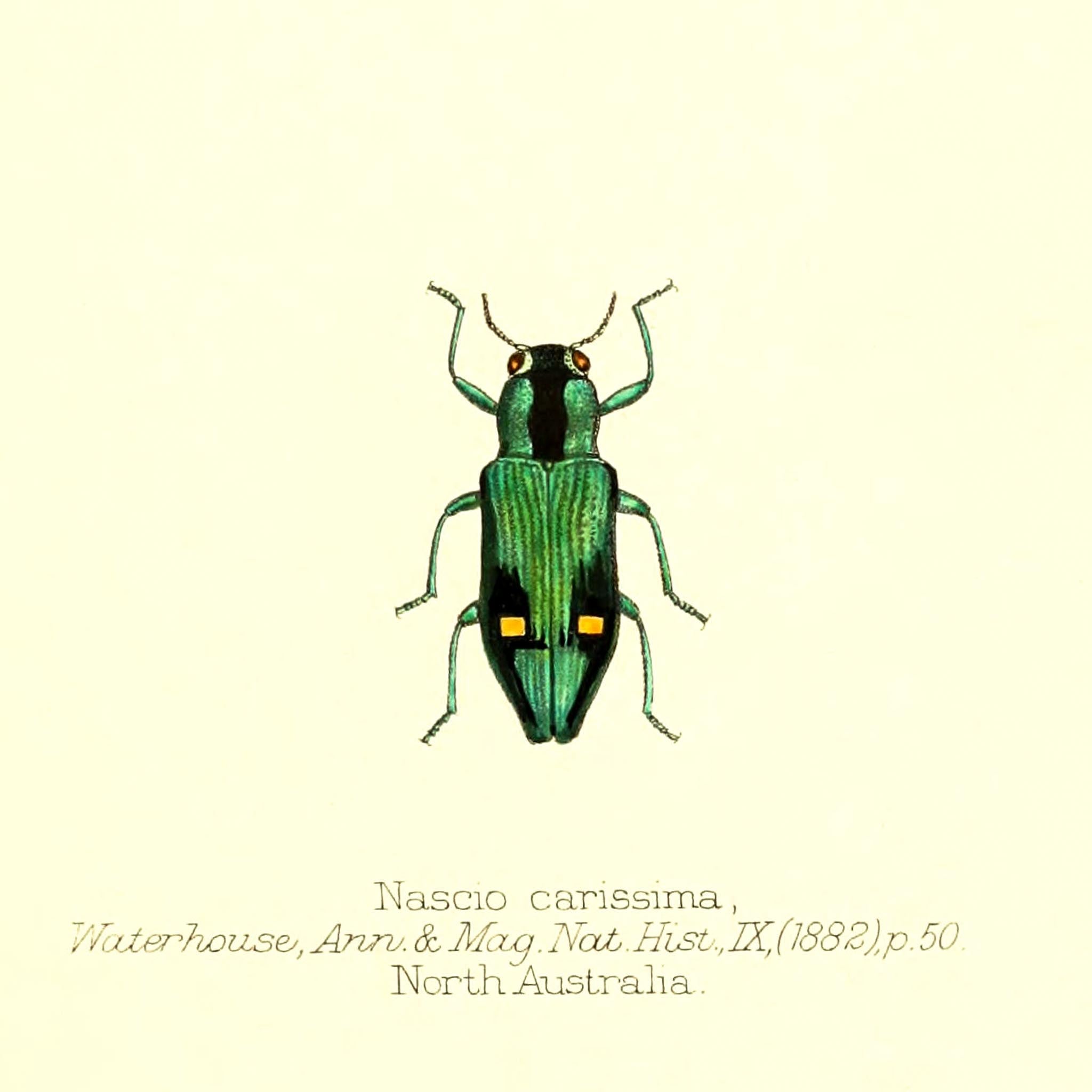 Nascio Carissima