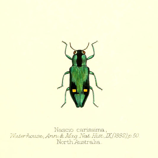 Nascio Carissima