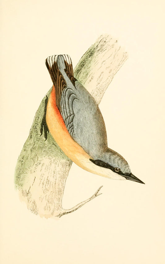 Nuthatch