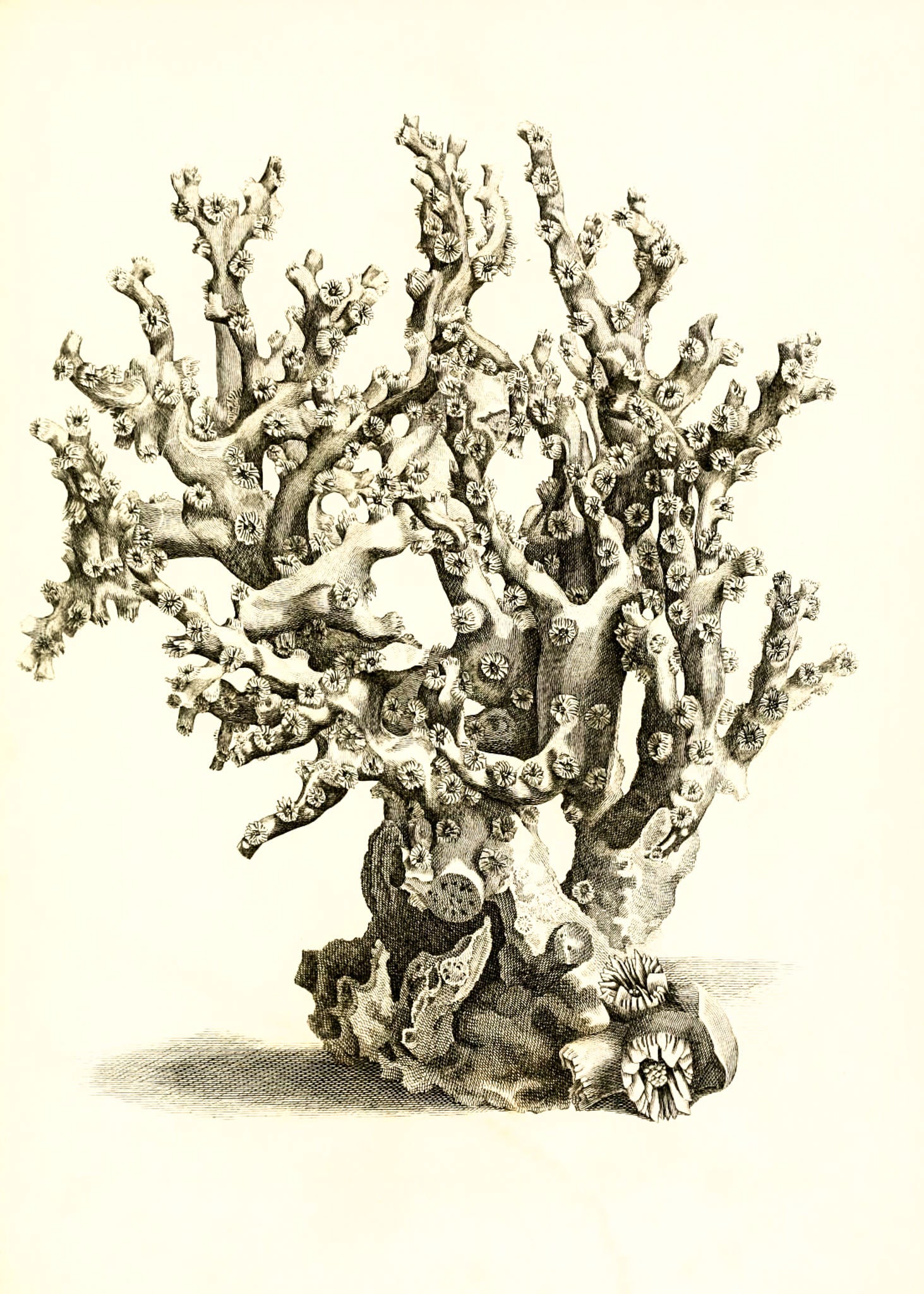 Oculina hirtella