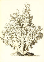 Oculina virginea