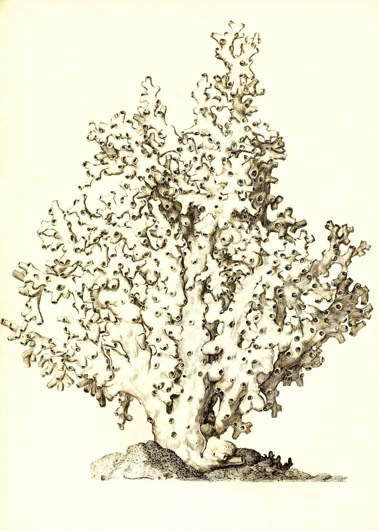 Oculina virginea