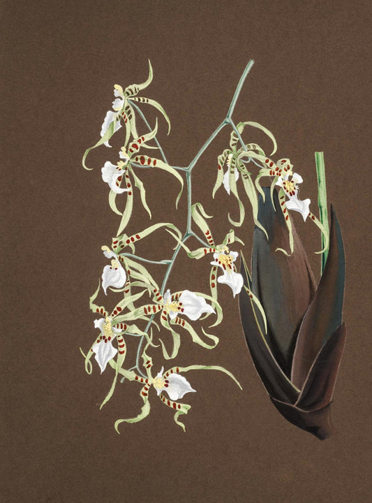 Oncidium Phymatochylum