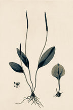 Ophioglossum Ellipticum