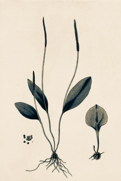 Ophioglossum Ellipticum