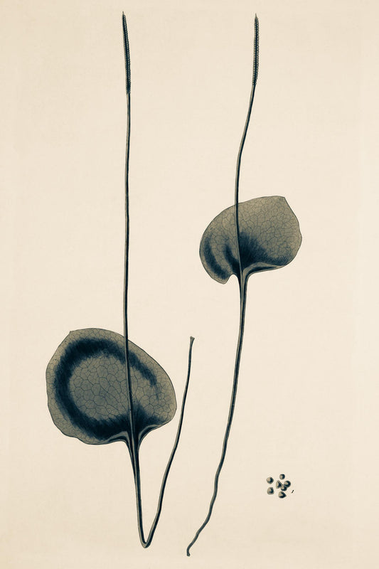 Ophioglossum Reticulatum