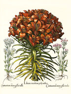 Orange lily, Pink lesser centaury, White centaury