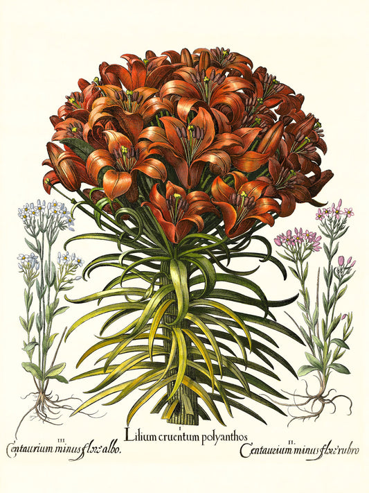 Orange lily, Pink lesser centaury, White centaury