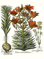 Orange lily with bulbils, Late-blooming blackstonia