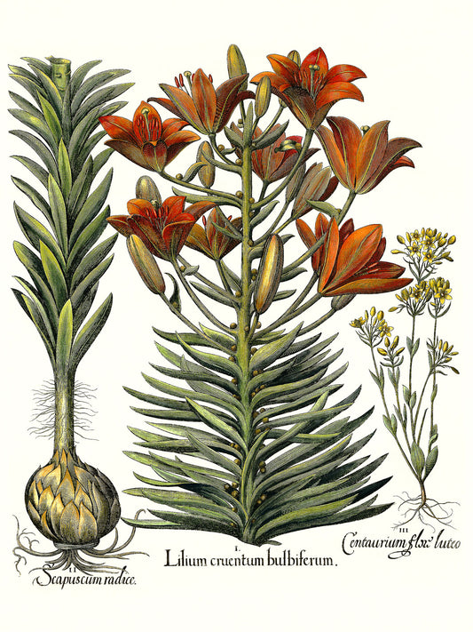 Orange lily with bulbils, Late-blooming blackstonia