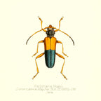 Pachyteria Hugeli