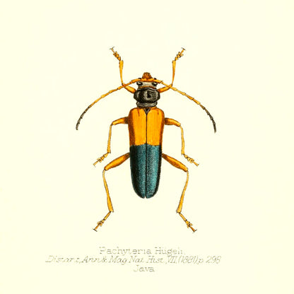 Pachyteria Hugeli