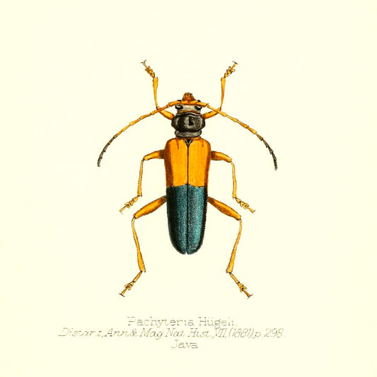 Pachyteria Hugeli