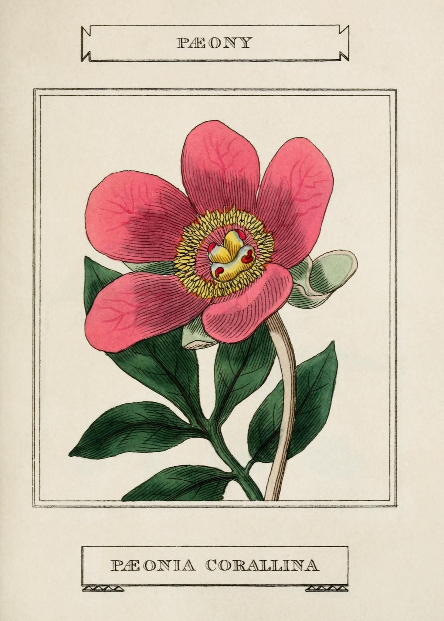 Paeony