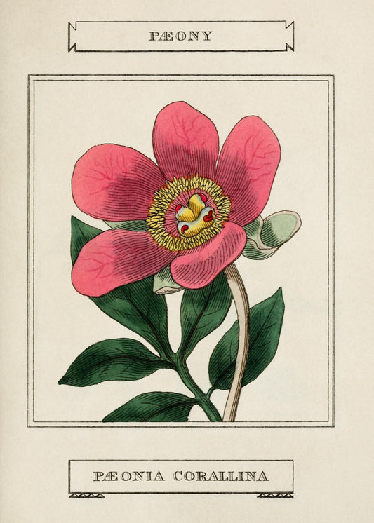 Paeony