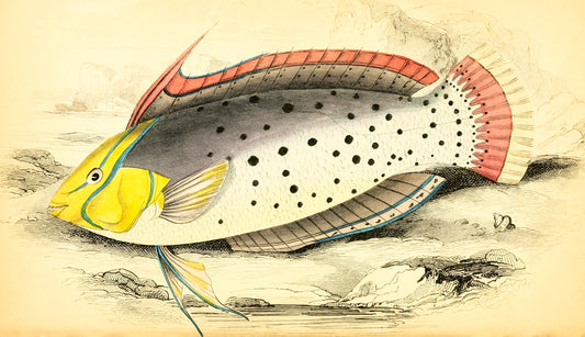Painted Labrus