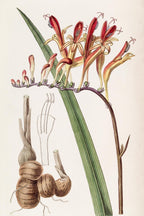 Painted Tritonia