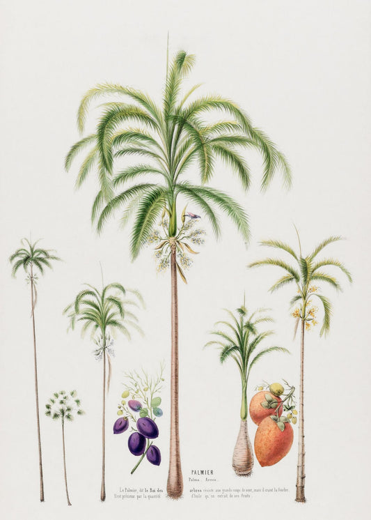 Palmier (Palma Areca)