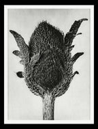 Papaver orientale (Oriental Poppy)