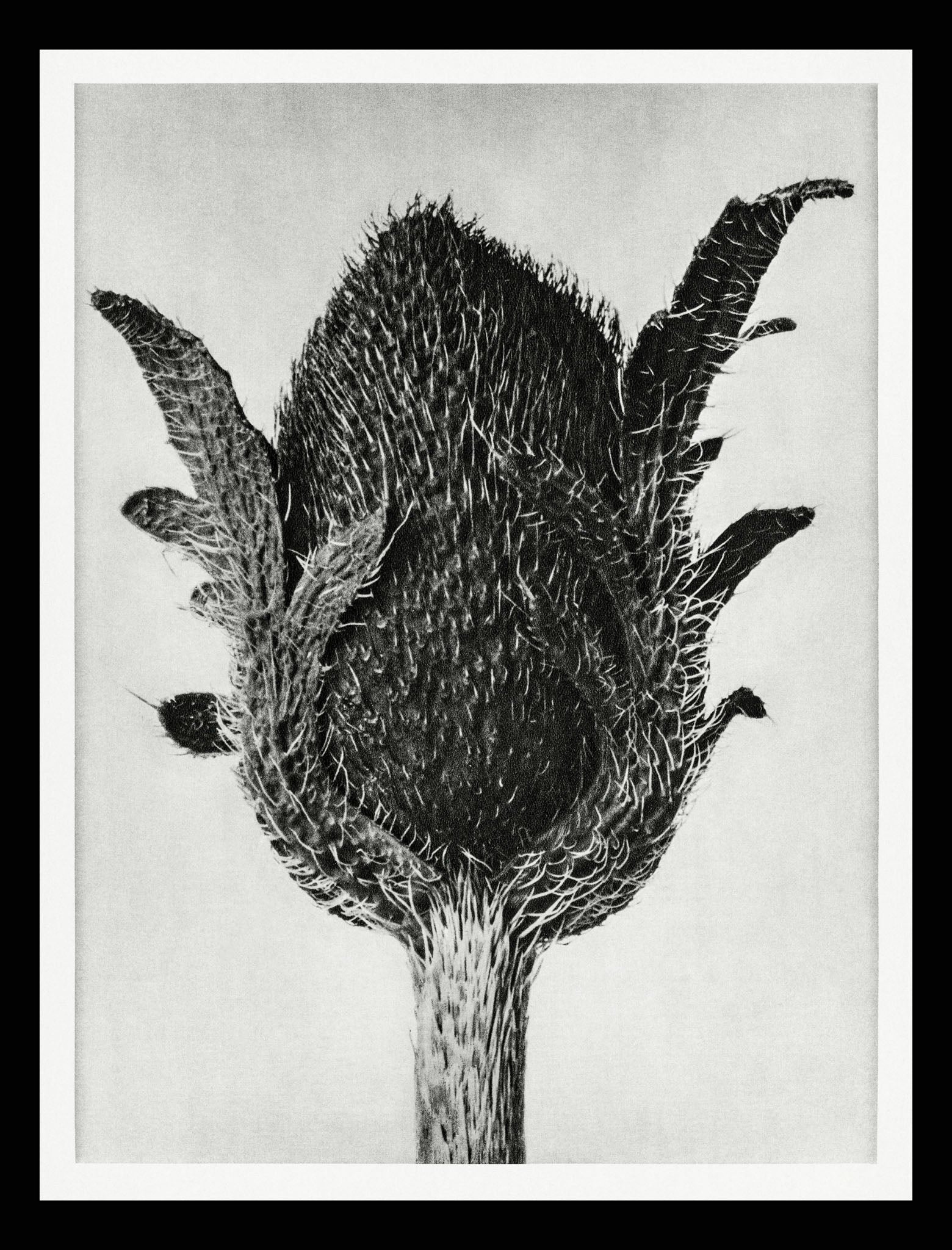 Papaver orientale (Oriental Poppy)