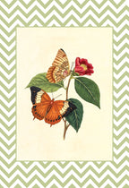 Papilio Bernardus